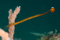 BD-151226-Dauin-0167-Dunckerocampus-pessuliferus.-Fowler.-1938-[Yellowbanded-pipefish].jpg